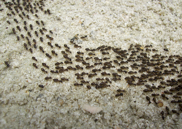 Target for hungry ants
